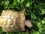Hermanns : Adult Male approx 50+ years old (Tortoise)